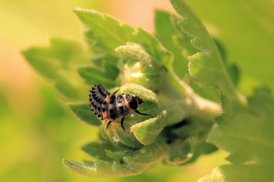 Hippodamia variegata - ciclo vitale